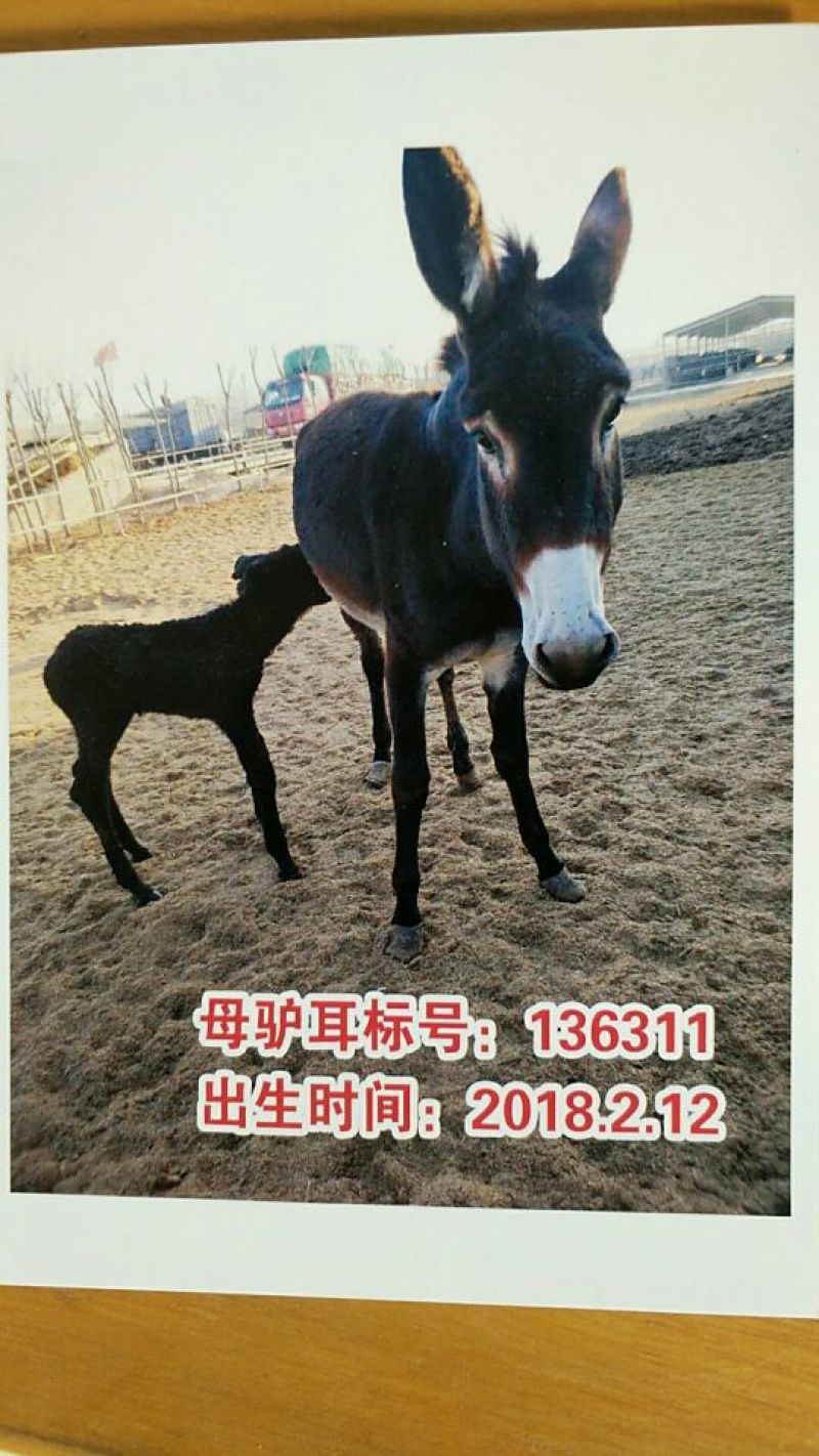 三粉驴400~500斤