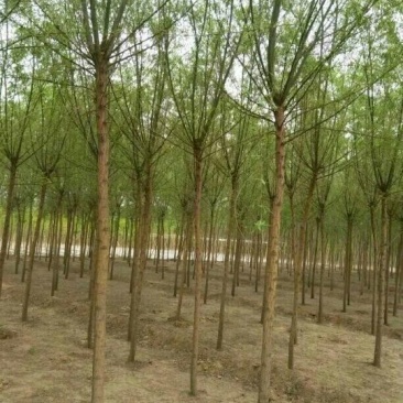 旱柳6~8cm4~6cm3.5~4米