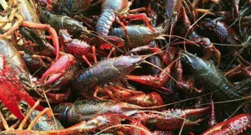 湖虾食用4-6钱（20-30克）活虾与鱼种混养