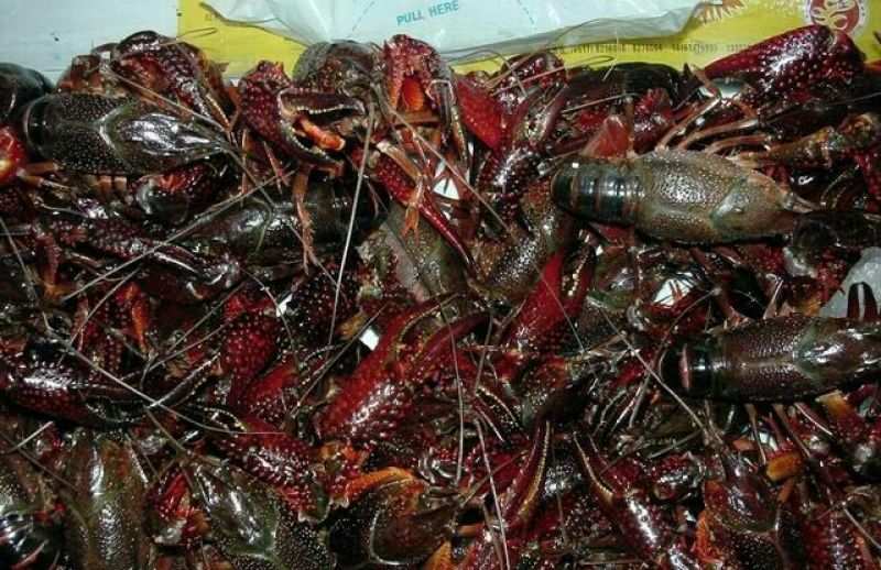 湖虾食用4-6钱（20-30克）活虾与鱼种混养