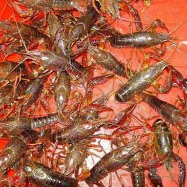 湖虾食用4-6钱（20-30克）活虾与鱼种混养