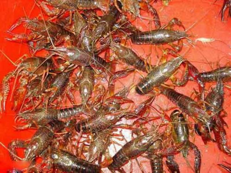 湖虾食用4-6钱（20-30克）活虾与鱼种混养