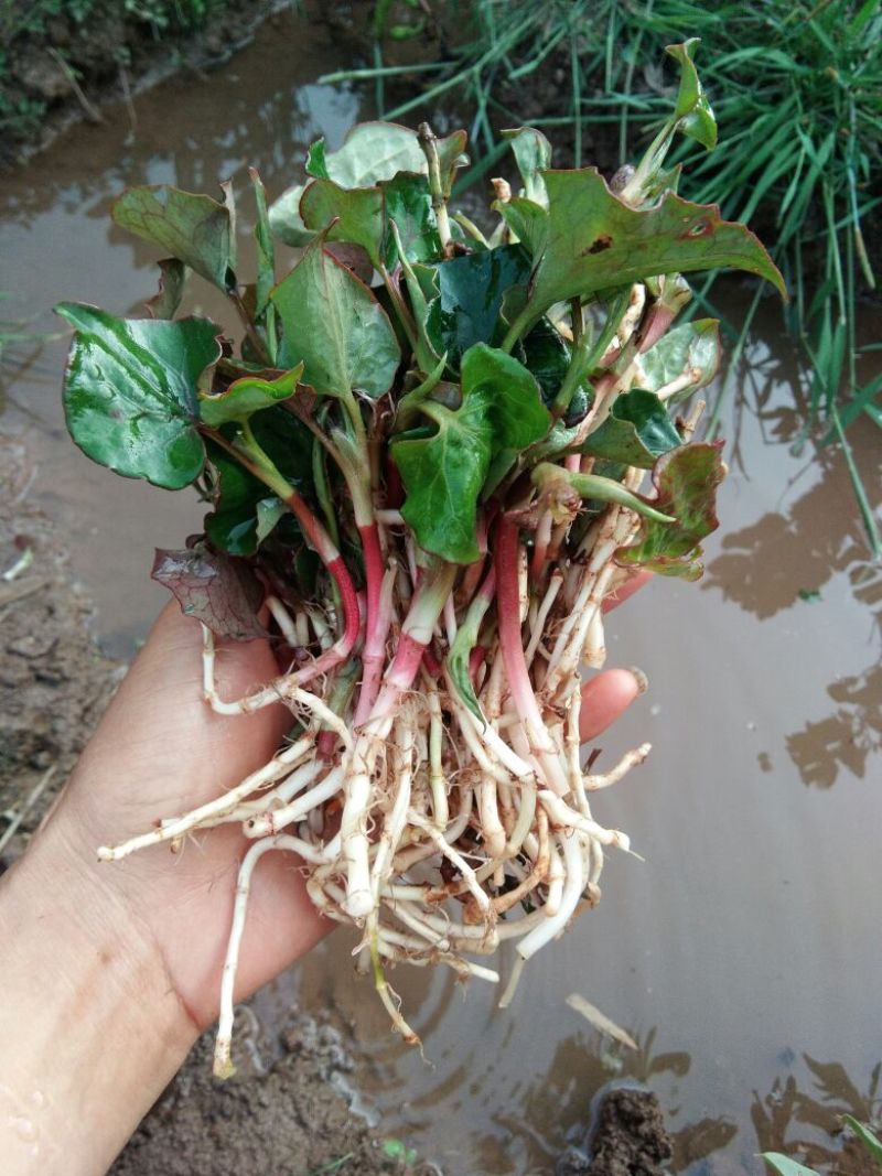 鱼腥草纸盒