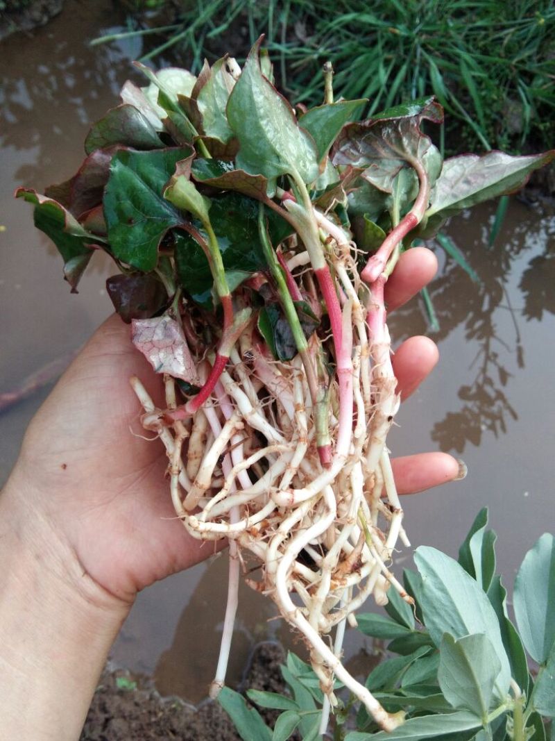 鱼腥草纸盒