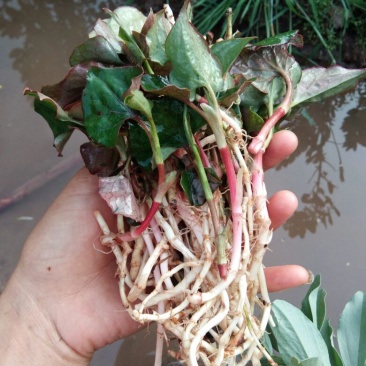 鱼腥草纸盒