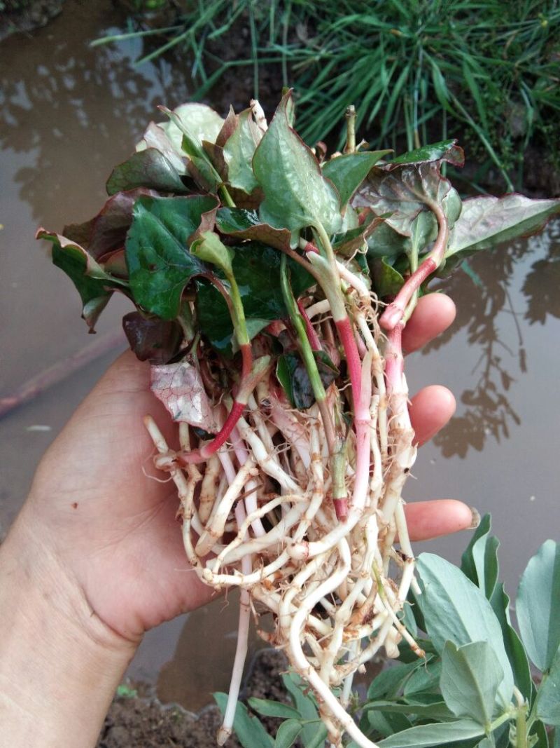鱼腥草纸盒