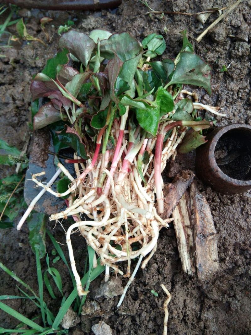 鱼腥草纸盒