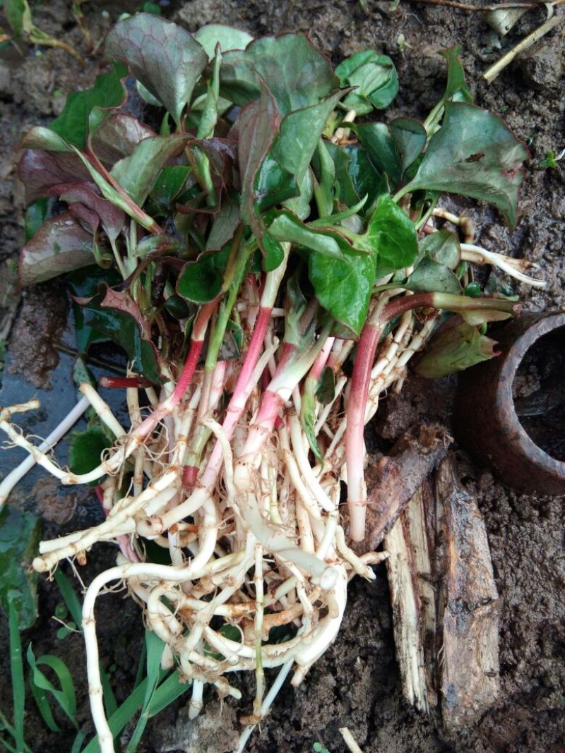 鱼腥草纸盒