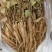 川赤芍苗10cm以下