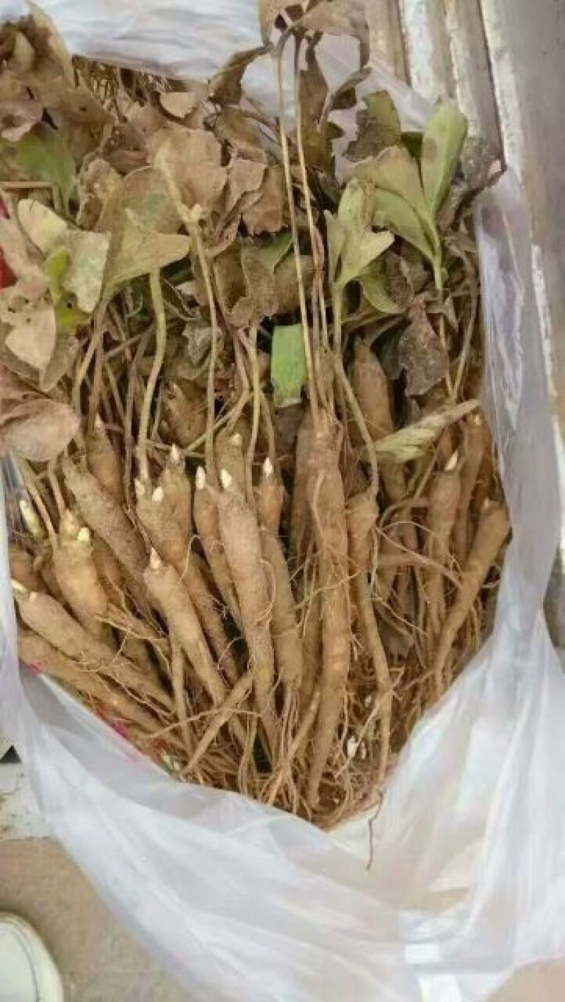 川赤芍苗10cm以下