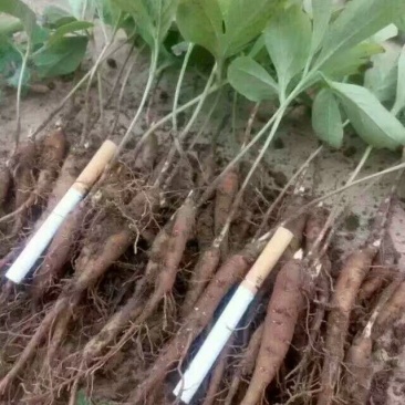 川赤芍苗10cm以下