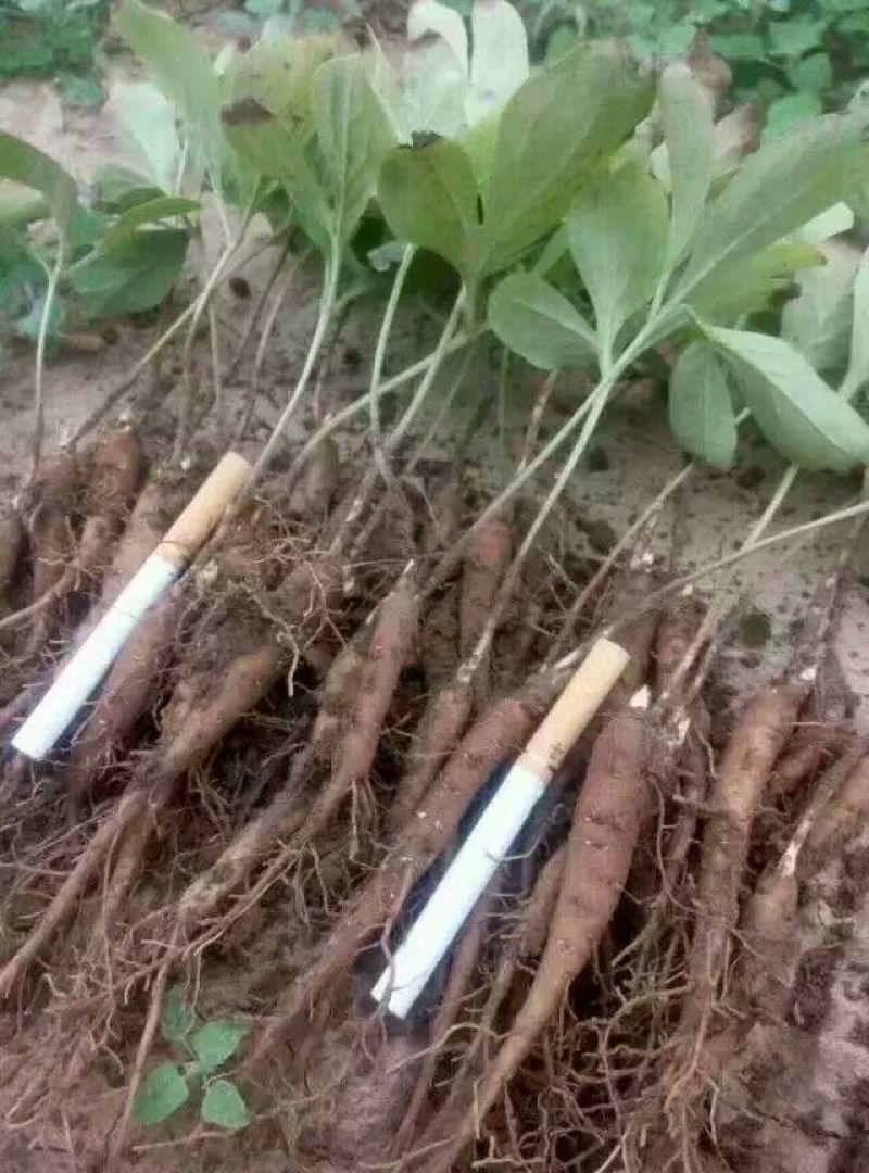 川赤芍苗10cm以下