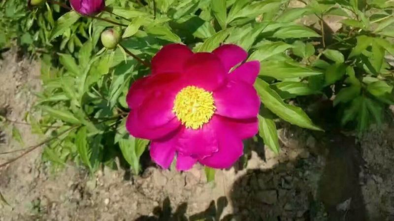 川赤芍苗10cm以下