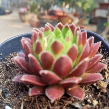 多肉植物西瓜球