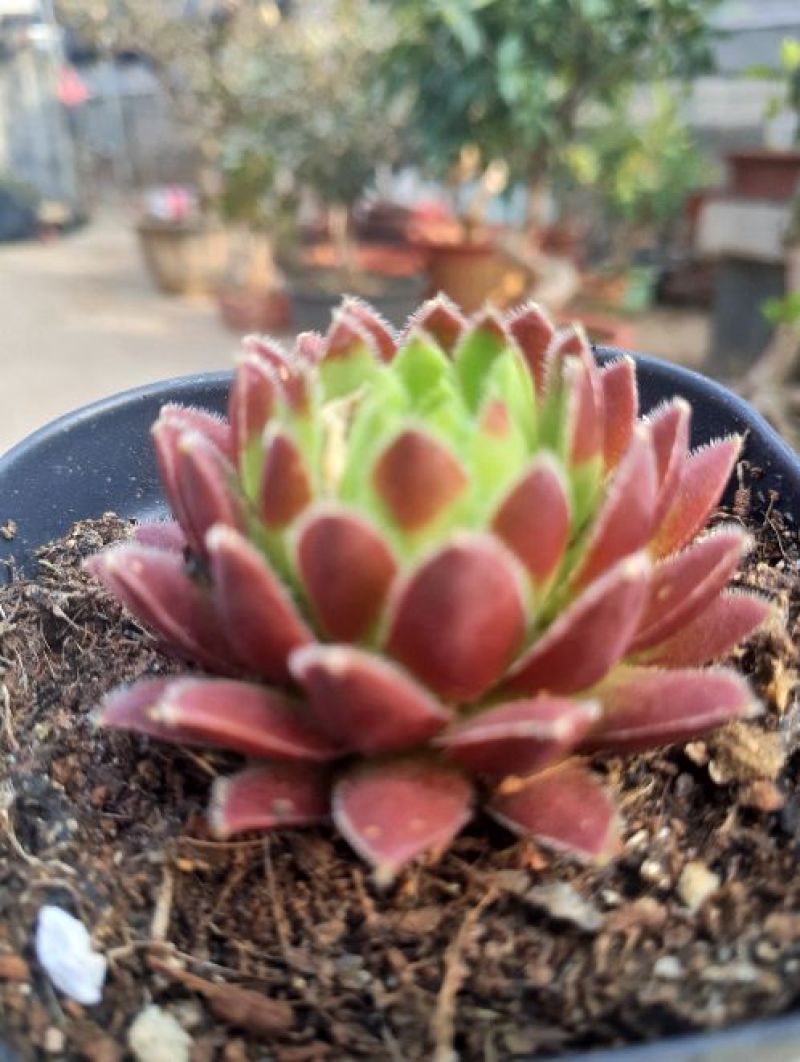 多肉植物西瓜球