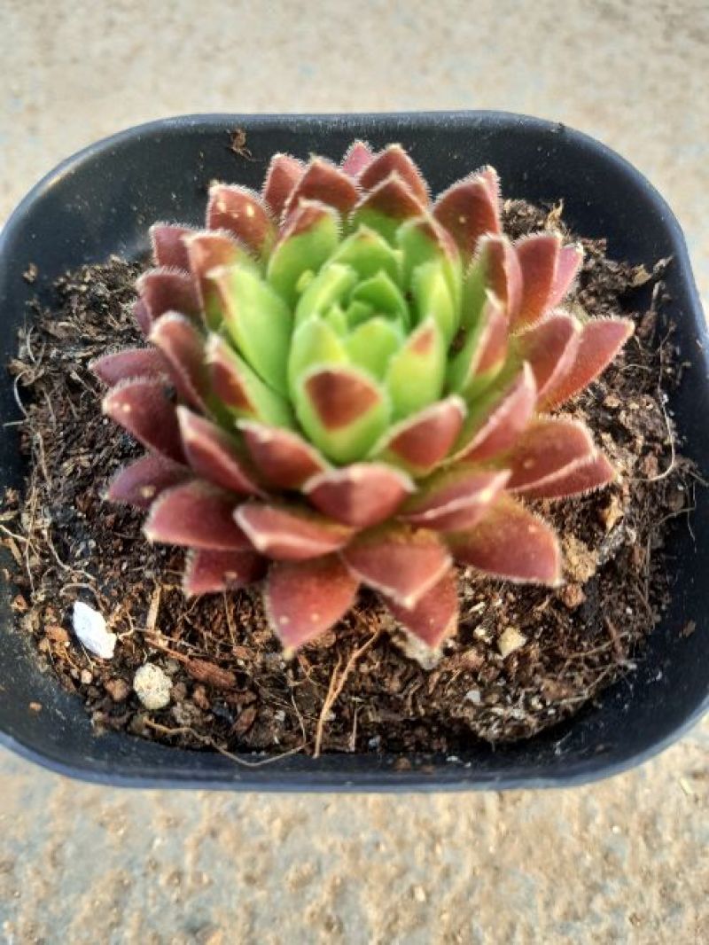 多肉植物西瓜球