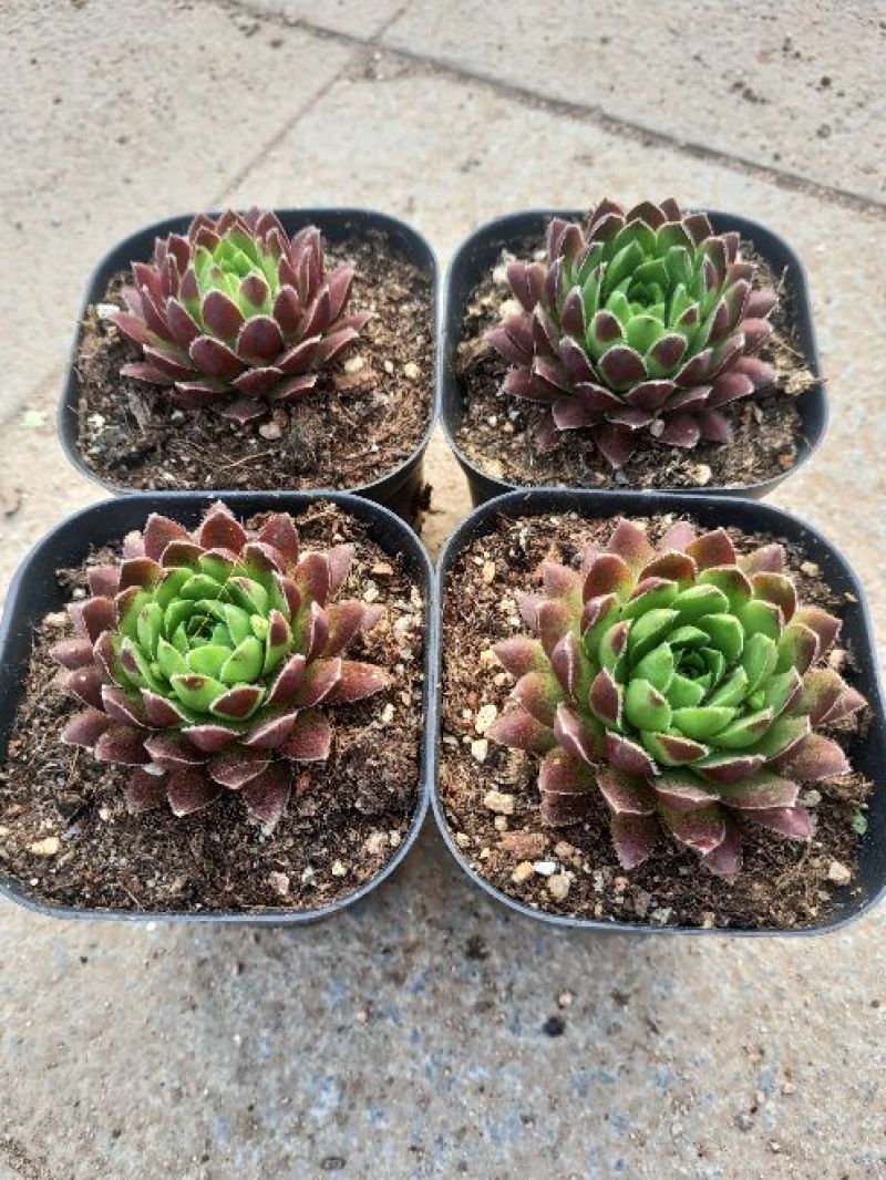 多肉植物西瓜球