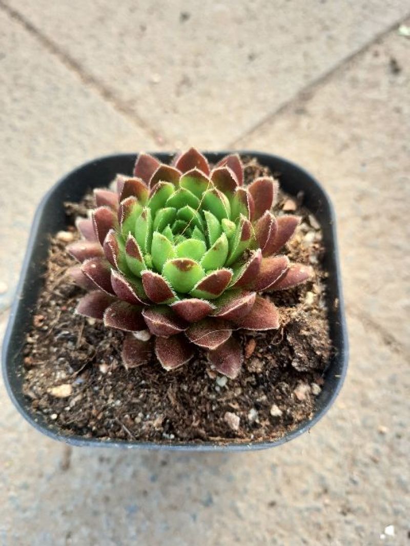 多肉植物西瓜球