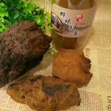 白桦茸