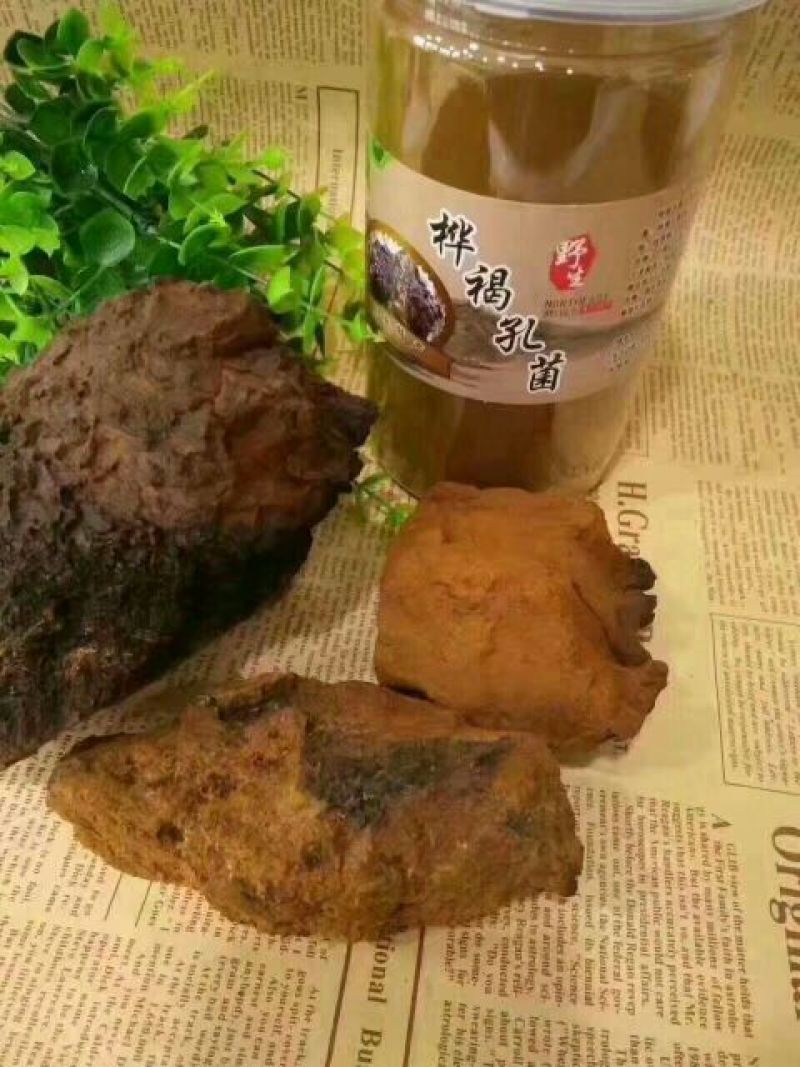 白桦茸