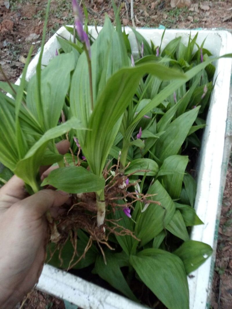 白芨露天种植大田苗，紫花三叉大白芨多芽高产高含量