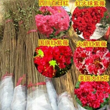 紫薇苗百日红紫薇苗紫薇小苗紫薇树苗可视频看货选货