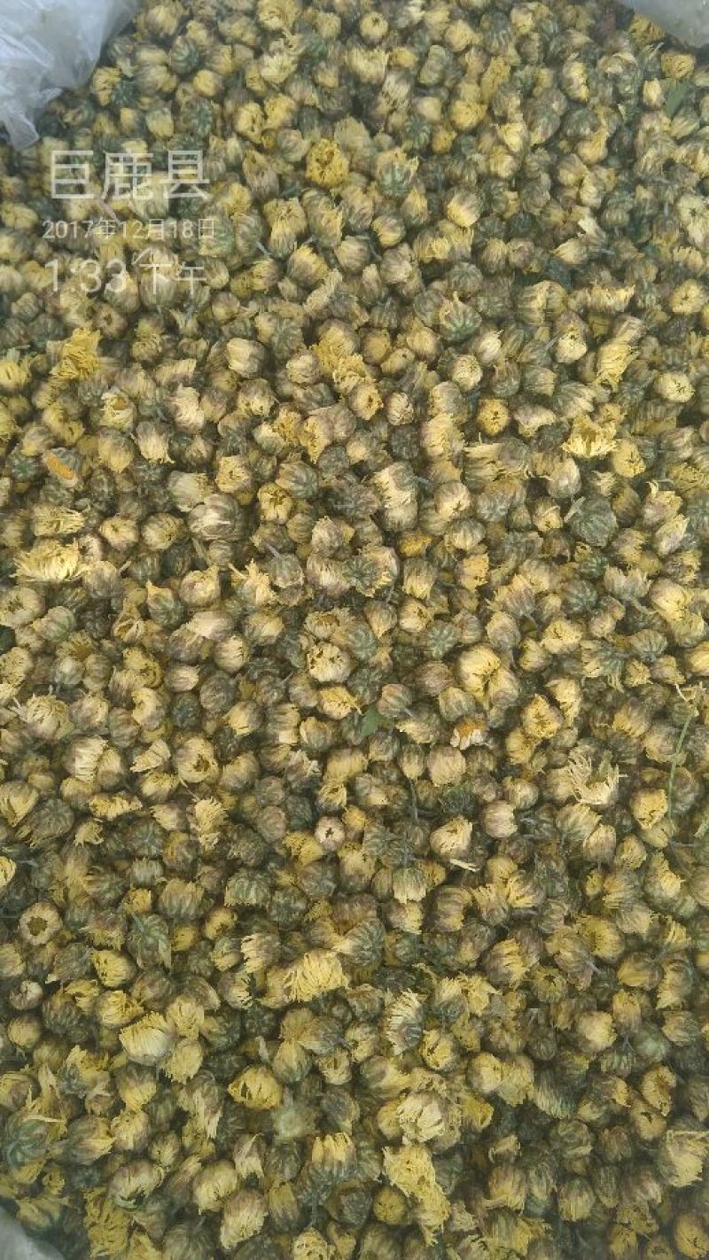 菊花苗到了最佳种植的季节了，品种多多，产量高，欢迎下单