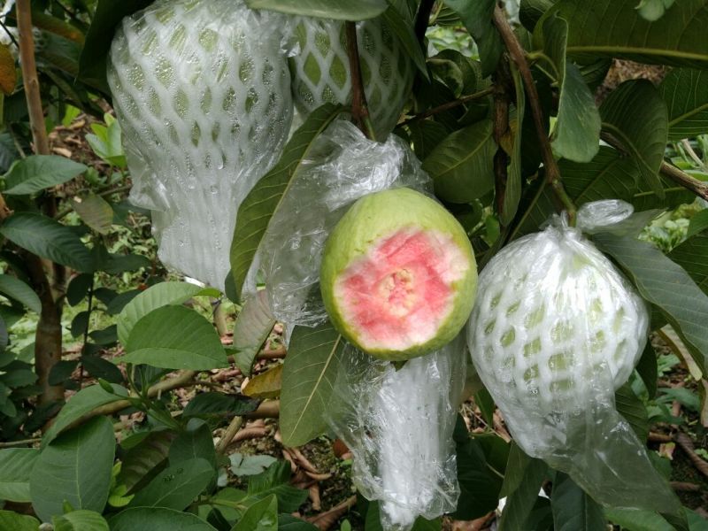 西瓜番石榴苗50~80cm