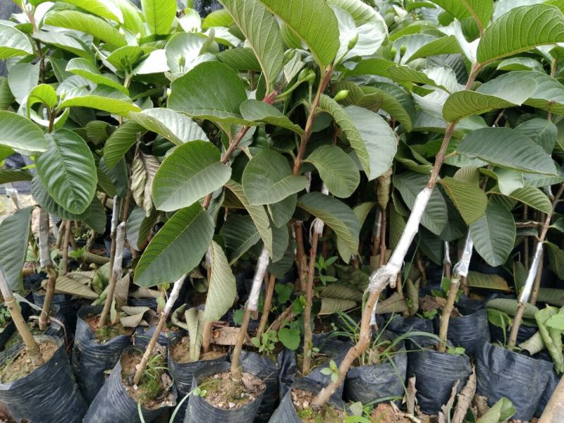 西瓜番石榴苗50~80cm