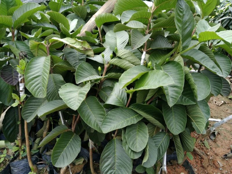 西瓜番石榴苗50~80cm