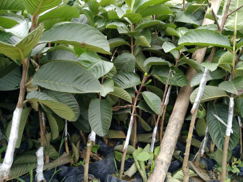 西瓜番石榴苗50~80cm