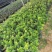 【推荐】米兰花，花开如米粒，自家基地种植，全国发货，基地直销
