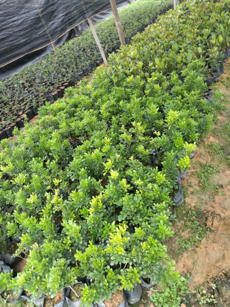 【推荐】米兰花，花开如米粒，自家基地种植，全国发货，基地直销