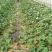 甜宝甜瓜统货0.3斤以上