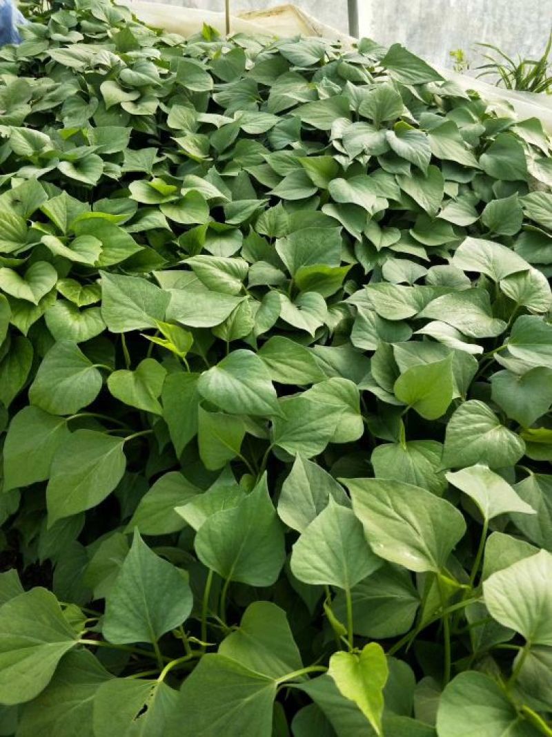 西瓜红红薯苗优质脱毒龙薯九号红薯苗产地直发量大从