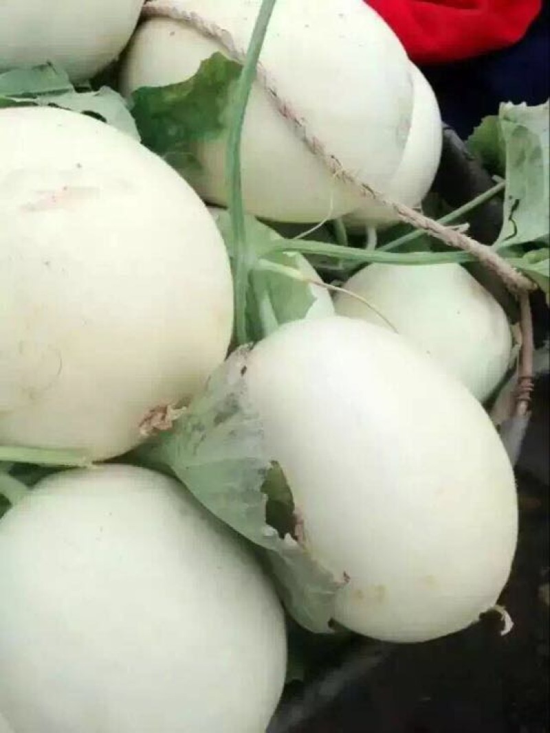 麒麟西瓜5斤打底8成熟1茬