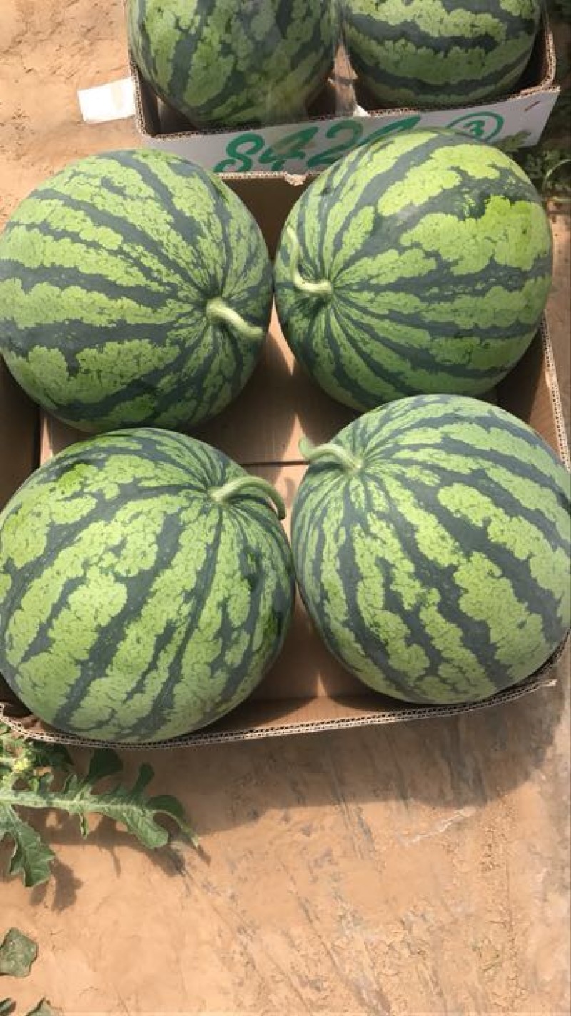 麒麟西瓜5斤打底8成熟1茬