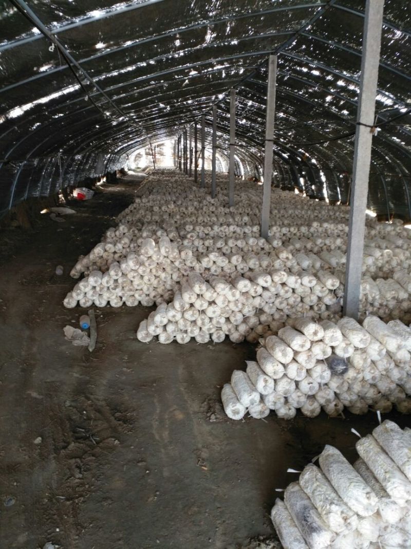 平菇菌棒22*47