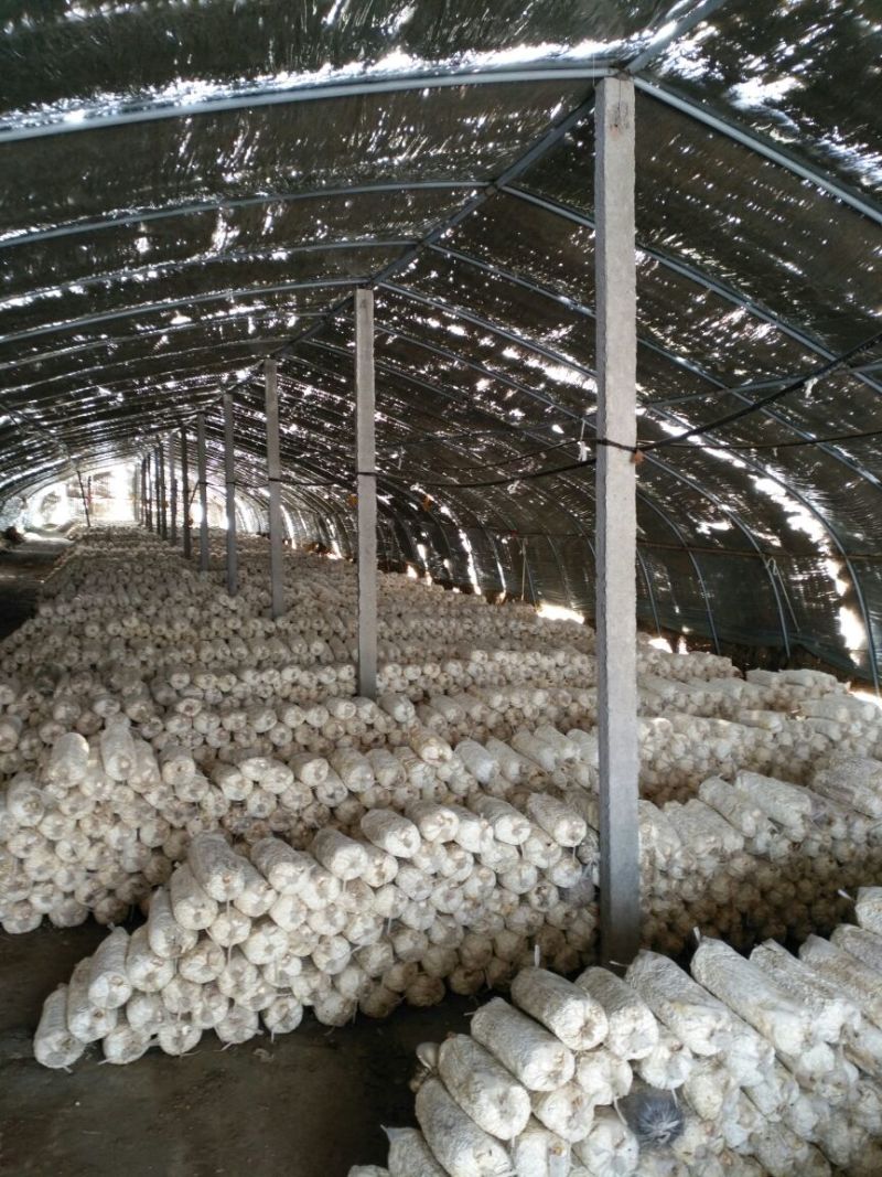 平菇菌棒22*47