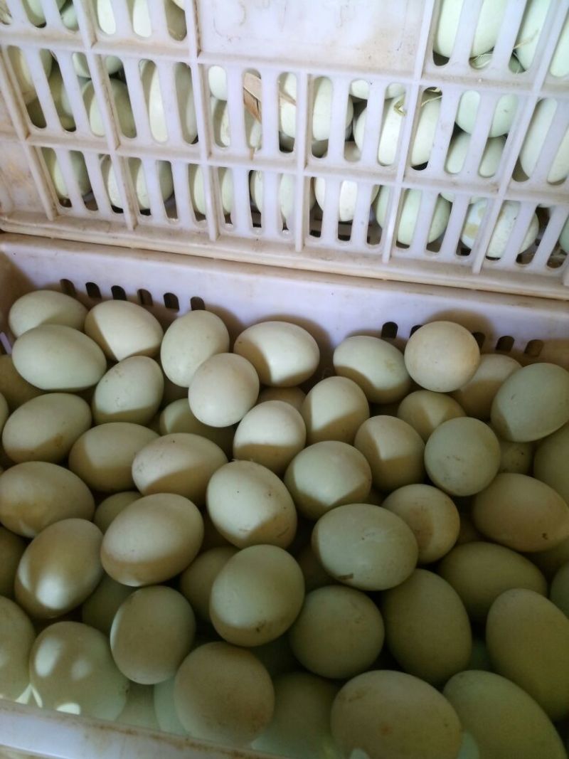 鲜鸭蛋食用