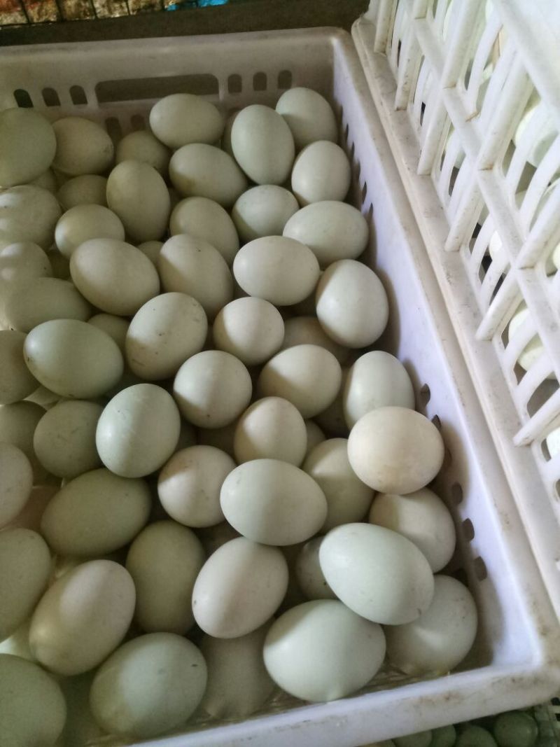 鲜鸭蛋食用