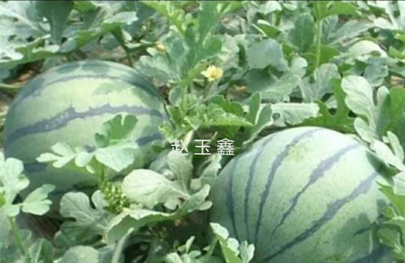 双星西瓜8斤打底9成熟1茬