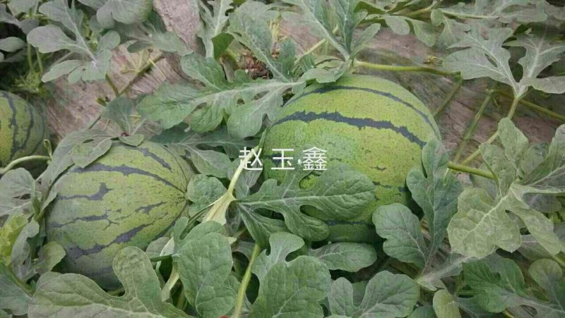 双星西瓜8斤打底9成熟1茬