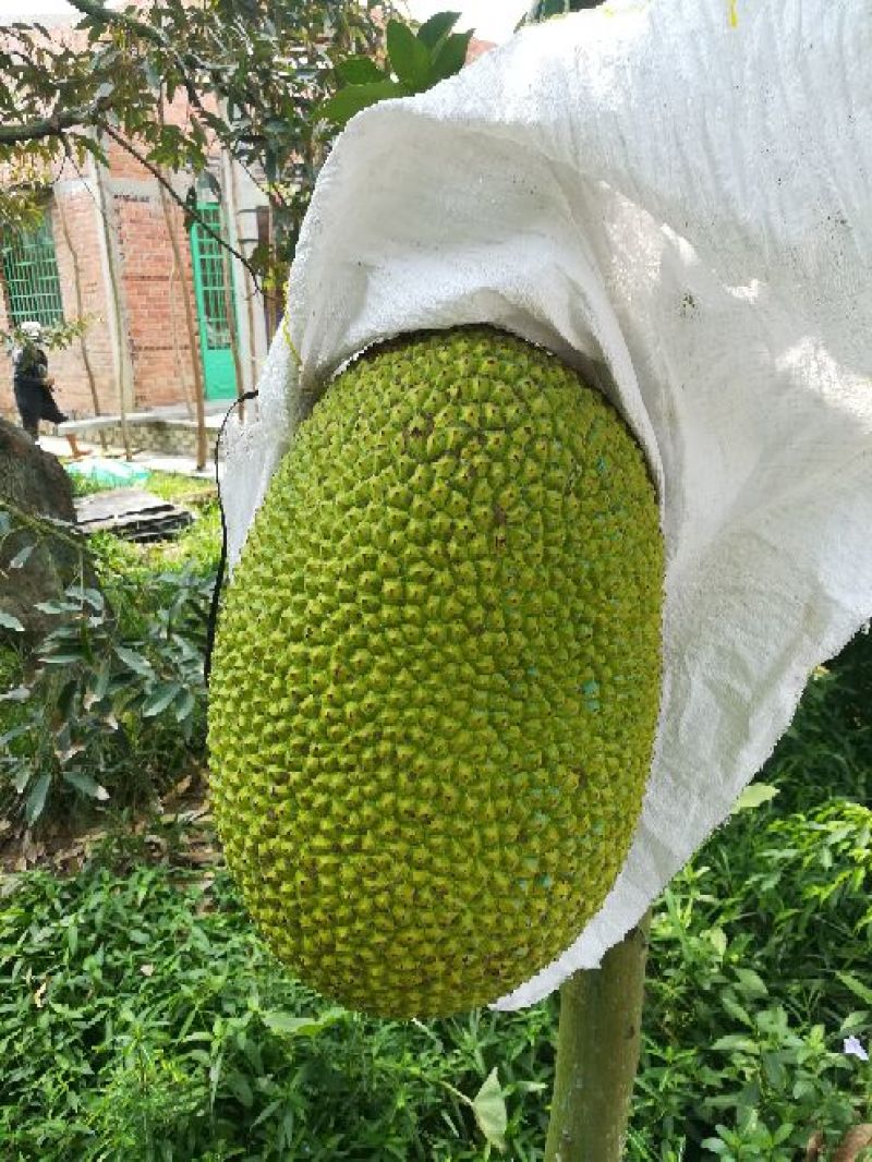 越南产红肉菠萝蜜果园直销