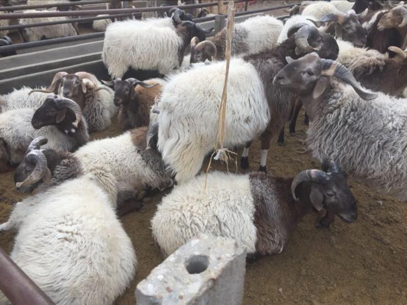 藏羊80~110斤/头