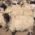 藏羊80~110斤/头