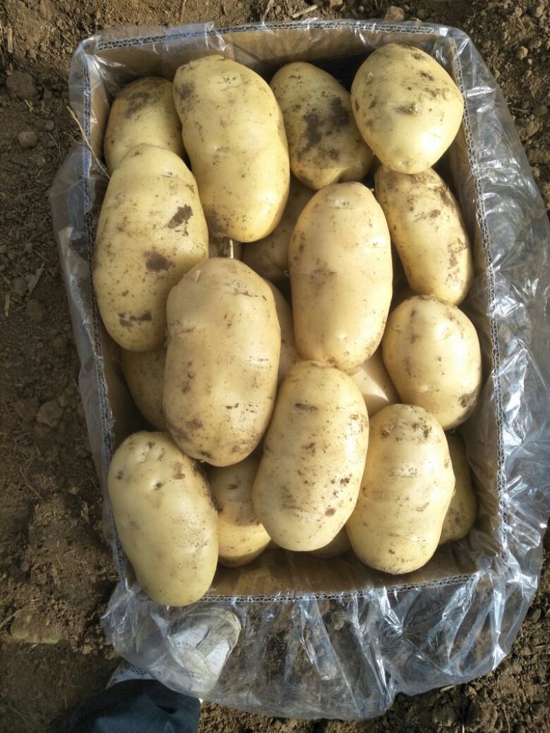 滕州荷兰V7沃土土豆产地直供，货源充足，欢迎选购。