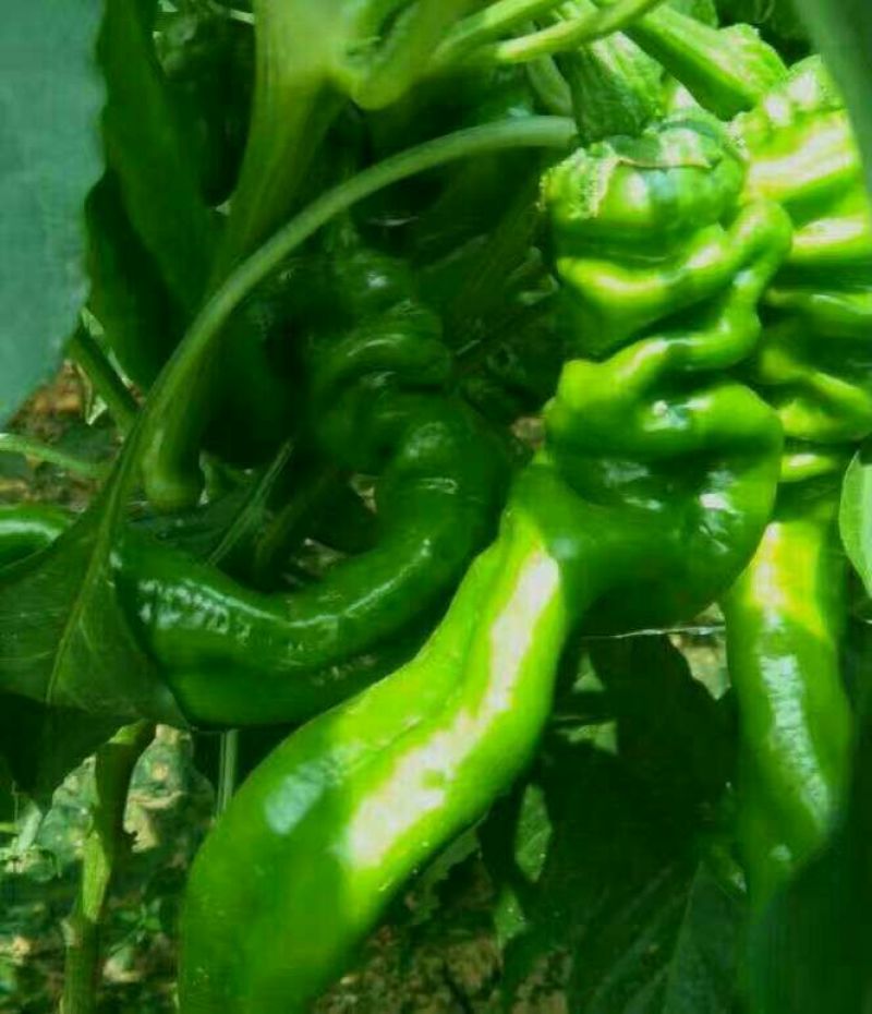 螺丝椒15~20厘米青中辣