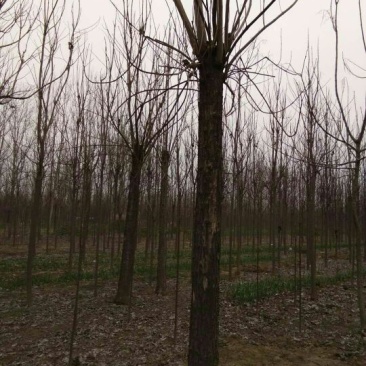 金丝楸树苗100~150cm