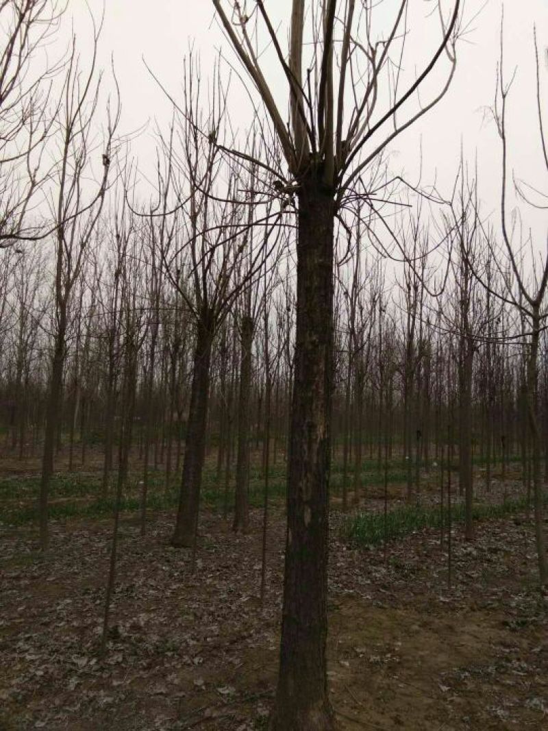 金丝楸树苗100~150cm